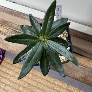 パキポディウム・サキュレンタム,塊根植物,コーデックス,パキポディウム属,植物のある暮らしの画像