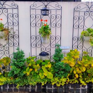 アイビー（ヘデラ）,アロマティカス斑入り,ハンキング,寄植え,紫陽花の葉の画像