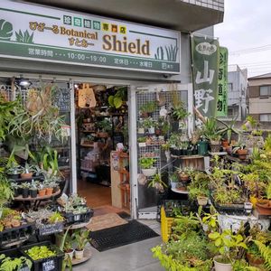 多肉植物,ウラボシ科,ビカクシダ属,食中植物,塊根の画像
