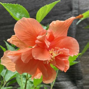 ハイビスカス,プルメリア,多肉植物,塊根植物,コーデックスの画像