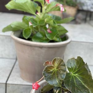 お花好き,PR,今日も笑顔で♡,お手入れ簡単,夏らしい花の画像