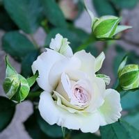 バラ,ポルトブルー,バラ 鉢植え,GSのみなさんに感謝♡,恵みの雨の画像