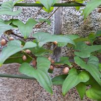 緑のある暮らし,植物のある暮らし,スマホ撮影,GSアダルトチーム,0の付く日は雨粒の日の画像