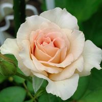 バラ,バラ サーシャ,薔薇♪,日向,ばら バラ 薔薇の画像