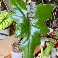 アロカシア,アロカシア,観葉植物,ハイドロカルチャー,サトイモ 科の画像