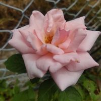バラ,薔薇 オードリー・ヘップバーン,花のある暮らし,植物のある暮らし,見てくれてありがとう♡の画像