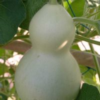 ヒョウタン,ヒョウタン,ウリ科,北アフリカ原産,正岡子規の画像