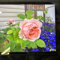 バラの画像