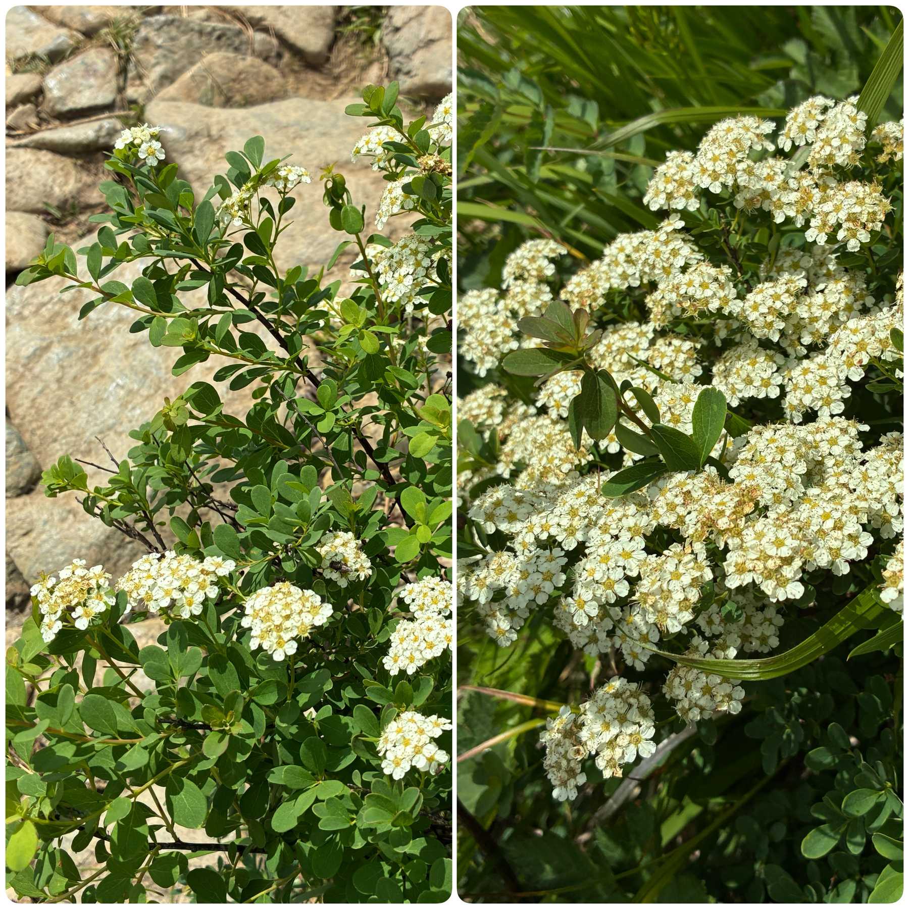 2025年夏⛰️高山植物が咲き誇る八方尾根へ🎶｜🍀GreenSnap