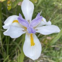 アヤメ,お花は癒し,花が好き❤,Australia,☆携帯撮影☆の画像