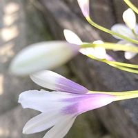アガパンサスの画像