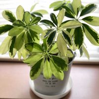 シェフレラ,斑入り好き♡,出窓グリーンの画像