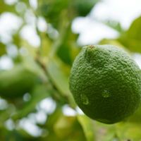 レモン,広葉樹,ユーレカ レモン,果実,ミカン科の画像