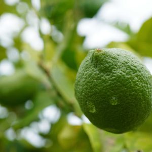 レモン,広葉樹,ユーレカ レモン,果実,ミカン科の画像