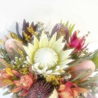 バンクシア,キングプロティア,プロティア,ネイティブフラワー,花のある暮らしの画像
