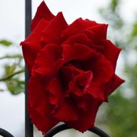 バラ,薔薇,ベルサイユのばら,バラ、薔薇、ばら,赤い花の画像