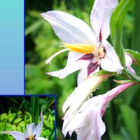 サトイモ,サルビア・ガラニチカ,アシダンセラ,里芋（赤芽大吉）,スイートグラジオラスの画像