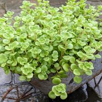 セダム,丸葉万年草,ギボウシ（ホスタ）,セダム属,ブリキ鉢の画像