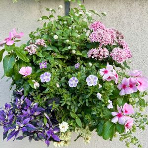 カリブラコア,ジニア,ペンタス,日々草,ヒポエステスの画像