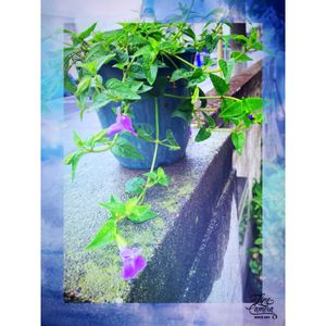 花のある暮らし,GSに感謝。,素敵な日曜日,エクステリアの画像