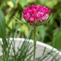 アルメリア,キンギョソウ,ツユクサ,可愛い,ピンクの画像