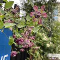 クレマチス,お庭,おうち園芸,クレマチス　２番花,小さな庭の画像
