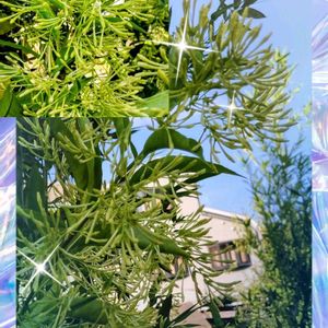 アサガオ,ハイビスカス,ヤコウボク,ルビーネックレス,黒法師の画像