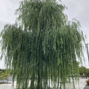 キク,モンステラ,ウンリュウヤナギ,シダレヤナギ,お出掛け先の画像