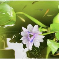 スモモ,ホテイアオイ,かわいい,楽しみ〜,小さな幸せ♡の画像