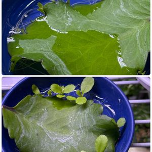 セイロンベンケイソウ,マザーリーフ,室内,家庭園芸の画像