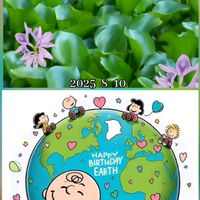 ヒマワリ,ホテイアオイ,向日葵,水草,ビタミンカラーの画像