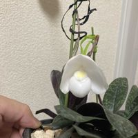 パフィオペディラム,Paph.niveum,お花,洋ランの画像