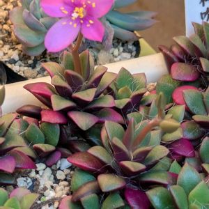 桜吹雪,寄せ植え,多肉植物,葉挿し,リメ缶の画像