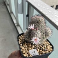 サボテン,マミラリア　銀姫,多肉植物,お花の画像