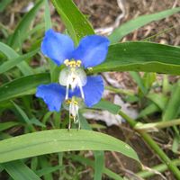 ツユクサ,露草 ツユクサ つゆくさ,ツユクサ(露草),ツユクサ(露草),花言葉の画像