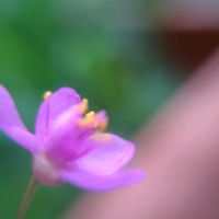 ハゼラン(三時草),ハゼラン(三時草),花言葉,心の安らぎ,永遠の愛の画像