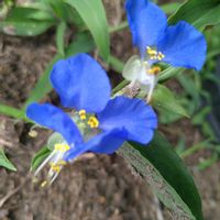 露草 ツユクサ つゆくさ,露草 ツユクサ つゆくさ,露草・ツユクサ・つゆくさ,三つ子の露草,花言葉の画像