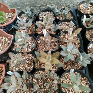 センペルビウム,多肉植物,カランコエ属,バニラ シフォン,多肉男子の画像
