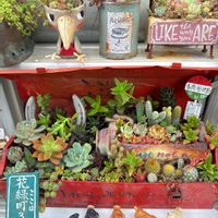 イッヌ,多肉植物,多肉寄せ植え,サボテン科,いつもありがとう♡の画像