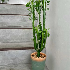 ユーフォルビア トリゴナ,多肉植物,観葉植物,リメ鉢,棒の日の画像