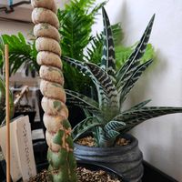 アロエ　千代田錦,トゲトゲ,さぼてん,はらぺこ青虫,棒の日の画像