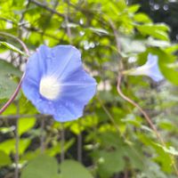 アサガオ,ローズマリー,パセリ,ズッキーニ,キアゲハの幼虫の画像