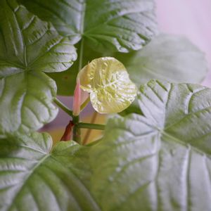 フィカス　ウンベラータ,多肉植物,福岡,備忘録,花のある暮らしの画像