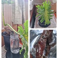 セローム,ハートカヅラ,壁掛けの画像