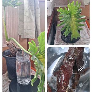 セローム,ハートカヅラ,壁掛けの画像