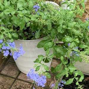 ルリマツリ,ルリマツリ,ガーデニング,花のある暮らし,ナチュラルスタイルの画像