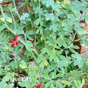 ロータス ブリムストーン,タネ,花のある暮らし,GSに感謝。,暑さに負けるなの画像