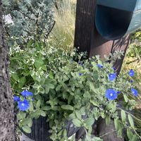アメリカンブルー,ユーフォルビア・ダイヤモンドフロスト,ナチュラルガーデン,夏の花,ナチュラルスタイルの画像