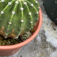 サボテン,植え替え,ベランダの画像