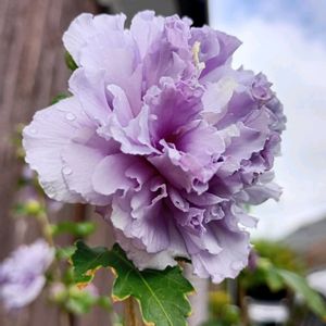癒し,ムクゲ「紫玉」,木槿・八重咲き,ほっこり笑顔に,木槿(鉢植え)の画像